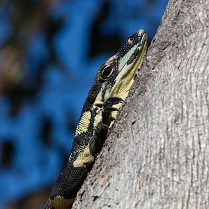 Lace Monitor - Bells Phase