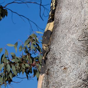 Lace Monitor - Bells Phase