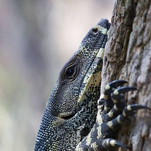 Lace Monitor