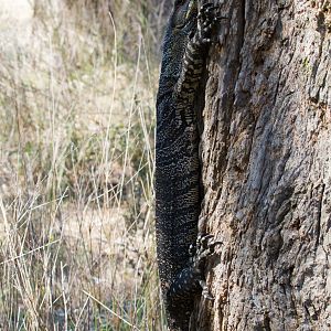 Lace Monitor
