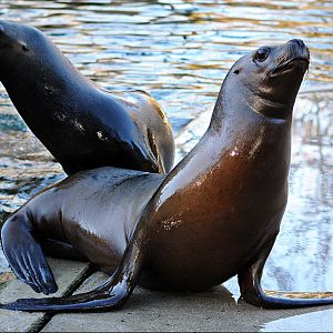 South American sea lions at Hellabrunn