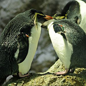 Northern rockhopper penguins at Hellabrunn