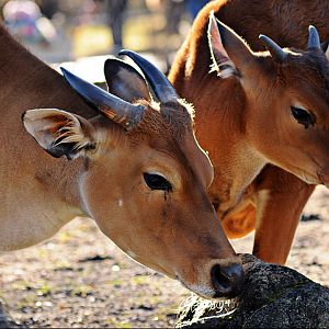 Female banteng with youngster at Hellabrunn
