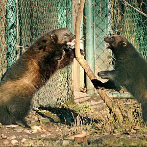 European wolverines at Hellabrunn