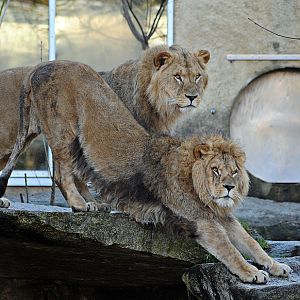Batou and Bandele at Hellabrunn