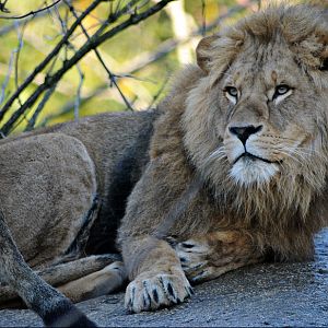 Bandele the lion at Hellabrunn
