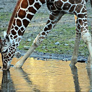 Young reticulated giraffe at Hellabrunn