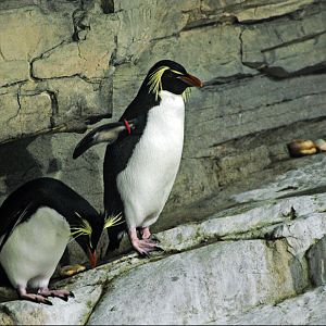 Northern rockhopper penguins at Hellabrunn