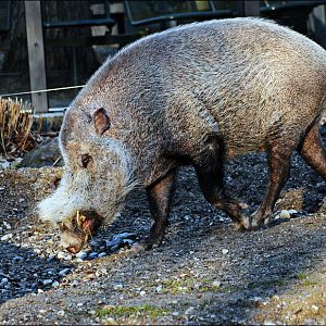 Bornean bearded pig at Hellabrunn