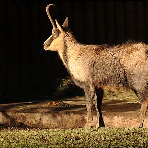Abruzzi chamois at Hellabrunn