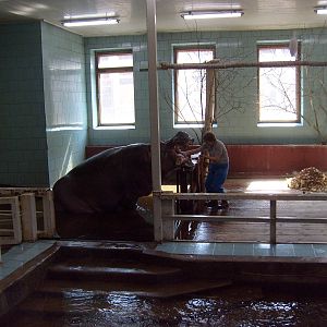 Old hippo exhibit