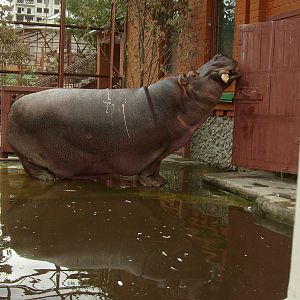 Hippo opening the door