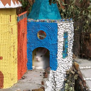 Rabbit at petting zoo