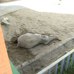 Resting elephant