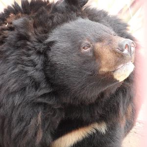 Asiatic black bear