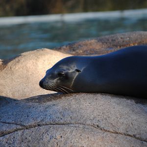 California Sea Lion