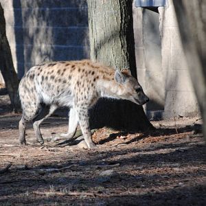 Spotted Hyena