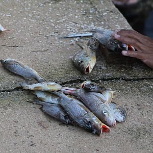 Freshly catched fish