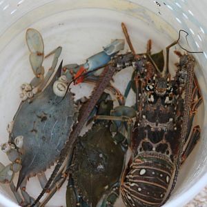 More freshly catched see-food