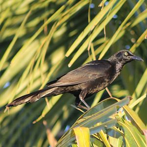 a Grackle-species