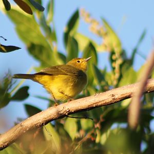 Wabler ( mangrove ? )