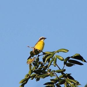 Social flycatcher