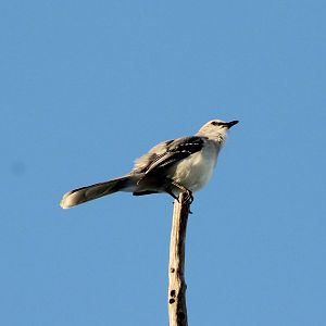 Northern mockingbird