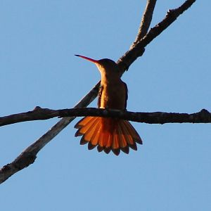 Buff-bellied hummingbird