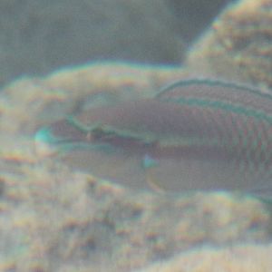 Striped Parrotfish
