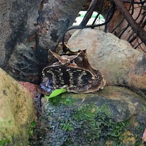 Megophrys monticola nasua