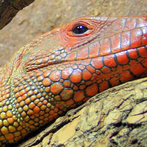 Caiman lizard; London Zoo; 12th January 2014