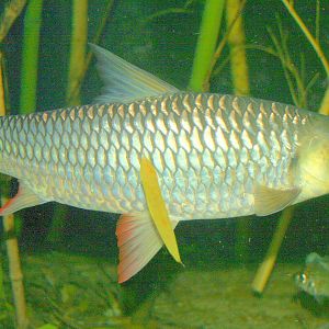 Leptobarbus; London Zoo; 12th January 2014