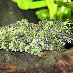 Vietnamese mossy frog; London Zoo; 12th January 2014