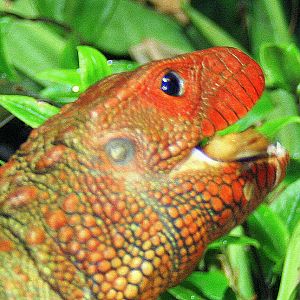 Caiman lizard crushing snail; London Zoo; 12th January 2014