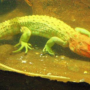 Caiman lizard under water; London Zoo; 12th January 2014