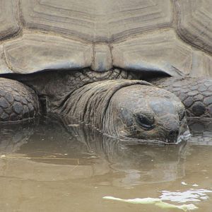 Aldabran Tortoise