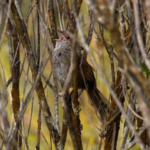 Eastern Bristlebird vocalising