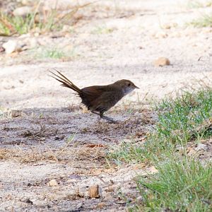 Eastern Bristlebird