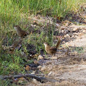 Eastern Bristlebird