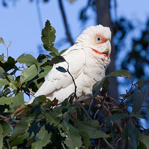 Long-billed Corella