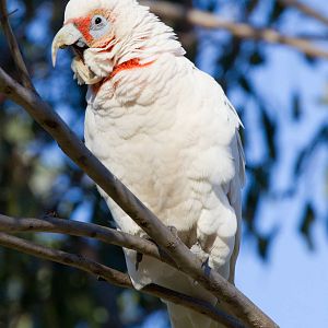 Long-billed Corella