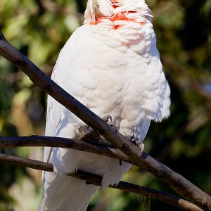 Long-billed Corella