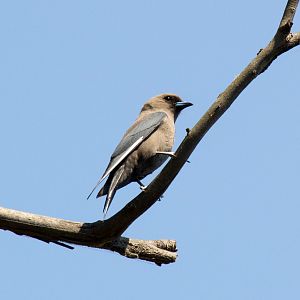 Dusky Woodswallow