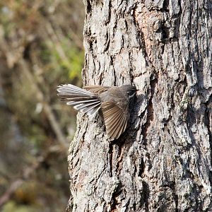 Grey Fantail
