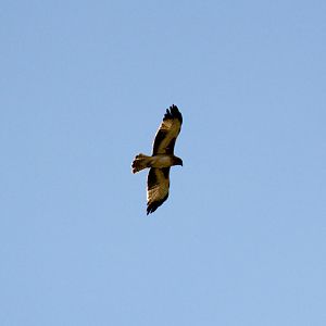 Whistling Kite