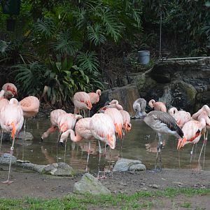 Chilean Flamingos