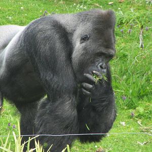 Bukavu. Western Lowand Gorilla