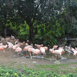 Chilean Flamingos