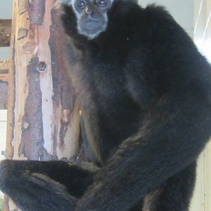 Pileated Gibbon