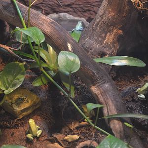 Golden Poison Dart Frogs